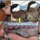 (A) A male Lesser Scaup and (B) his typically short, smooth penis. (C) Ruddy duck males and (D) a characteristically long, corkscrew-shaped penis. (E) A delayed Ruddy Duck penis. (Image: P. L. R. Brennan, I Gereg, M. Goodman et al., 2017)
